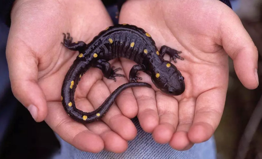 15288858747421.jpg 蠑螈.jpg